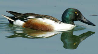 Northern Shoveler