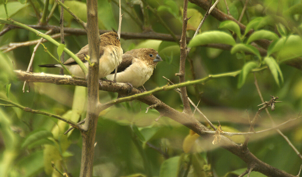 African Silverbill