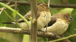 African Silverbill