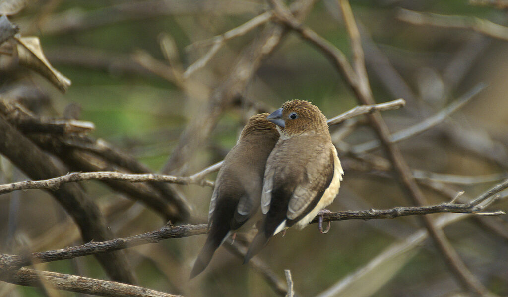 African Silverbill