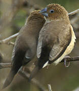 African Silverbill