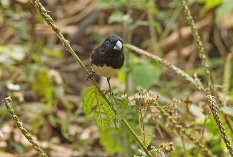 Black-and-white Mannikin male