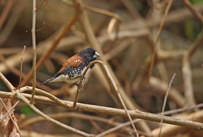 Black-and-white Mannikinadult, identification