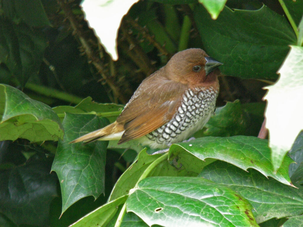 Scaly-breasted Munia