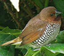 Scaly-breasted Munia