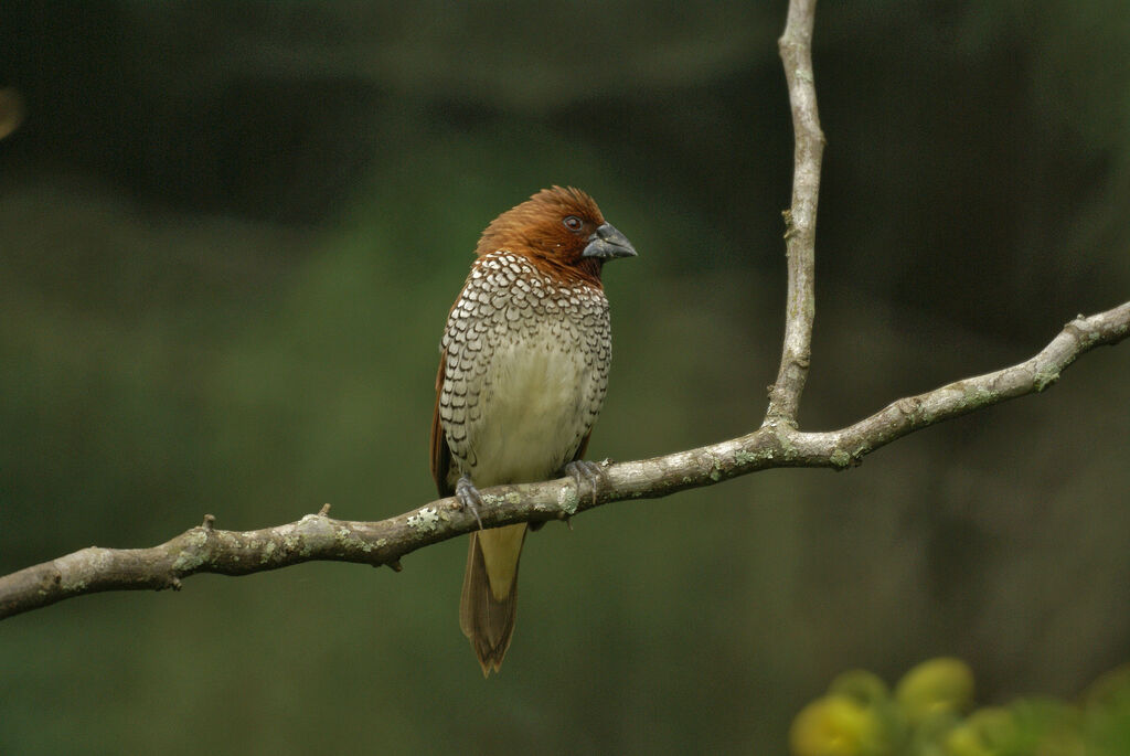 Scaly-breasted Munia