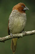 Scaly-breasted Munia