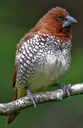 Scaly-breasted Munia