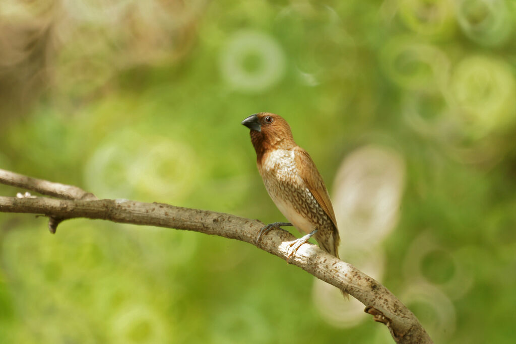 Scaly-breasted Munia