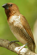 Scaly-breasted Munia