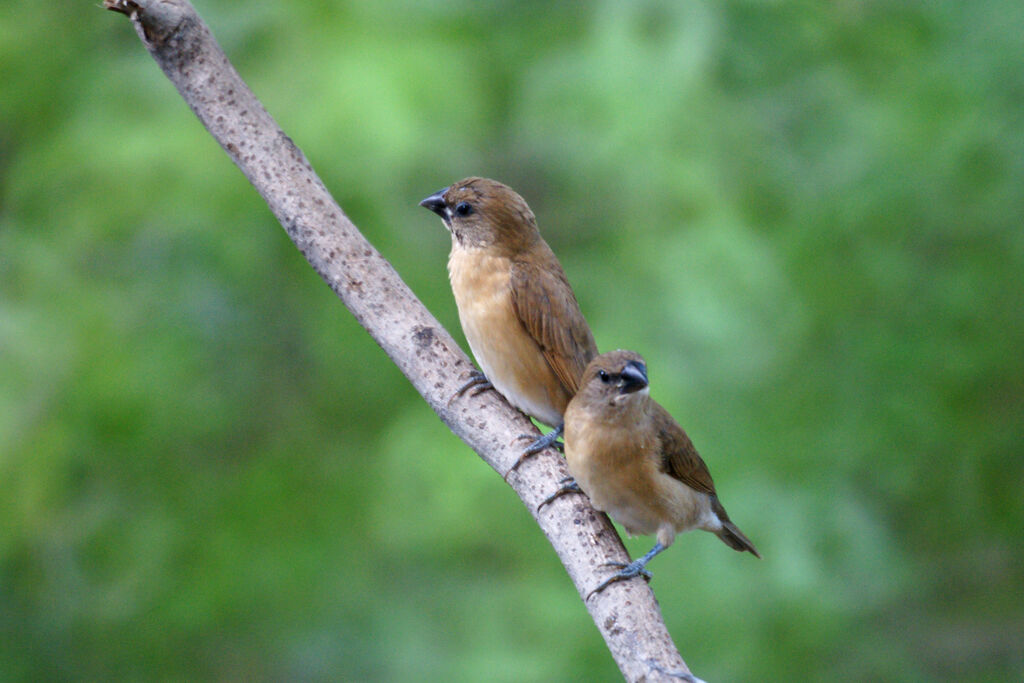 Scaly-breasted Muniajuvenile