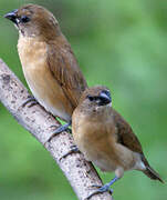 Scaly-breasted Munia