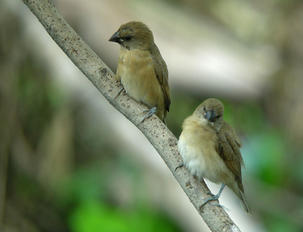 Scaly-breasted Munia