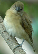 Scaly-breasted Munia