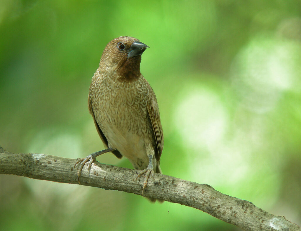 Scaly-breasted Munia