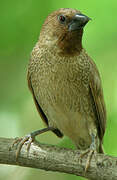 Scaly-breasted Munia