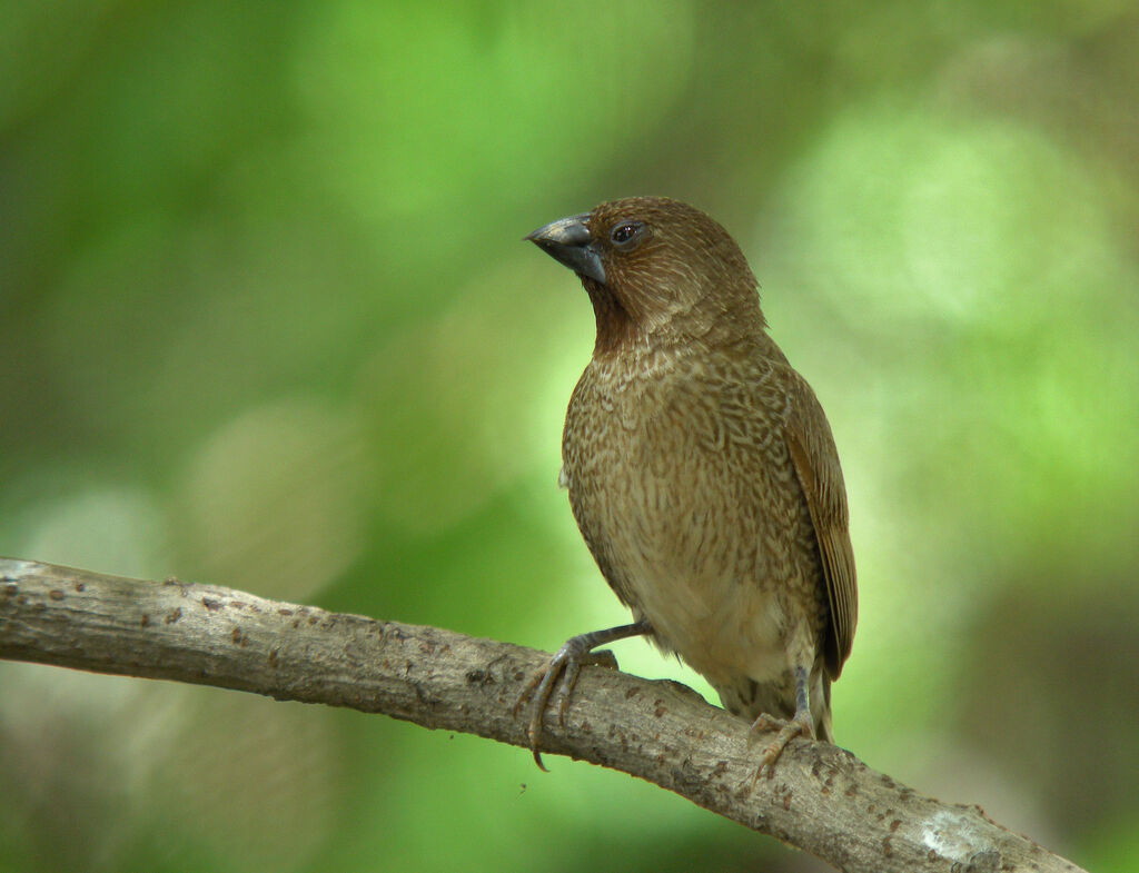 Scaly-breasted Munia, identification