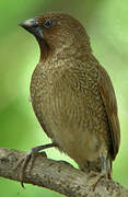 Scaly-breasted Munia