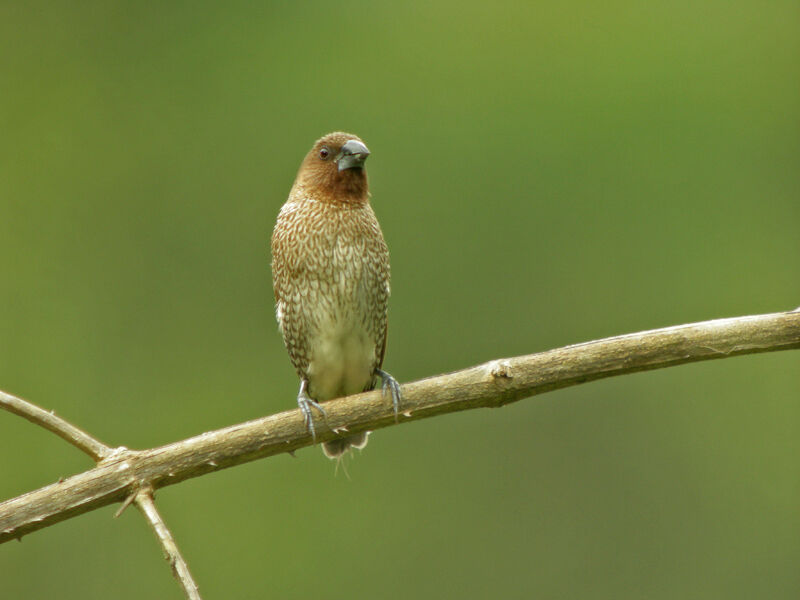 Scaly-breasted Munia