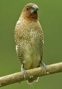 Scaly-breasted Munia