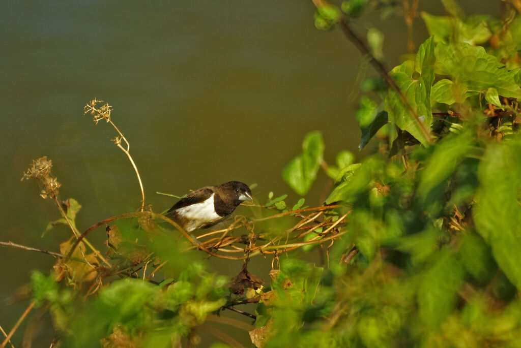 White-rumped Munia