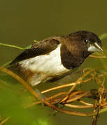 White-rumped Munia