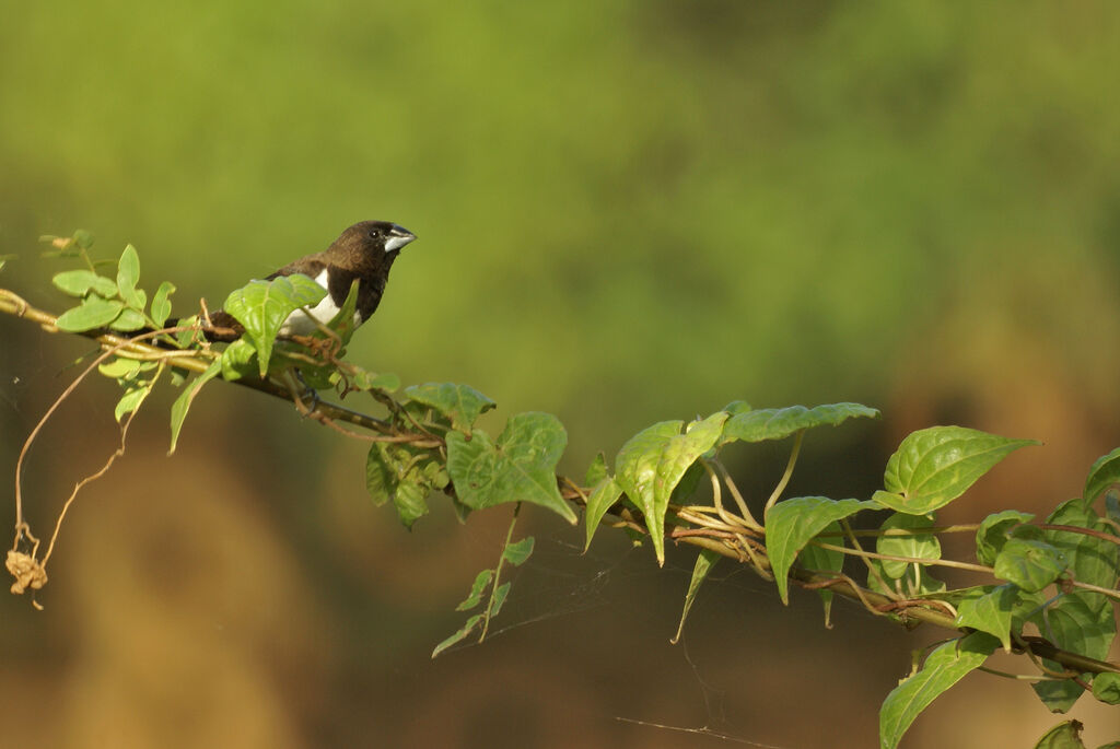 White-rumped Munia