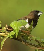 White-rumped Munia