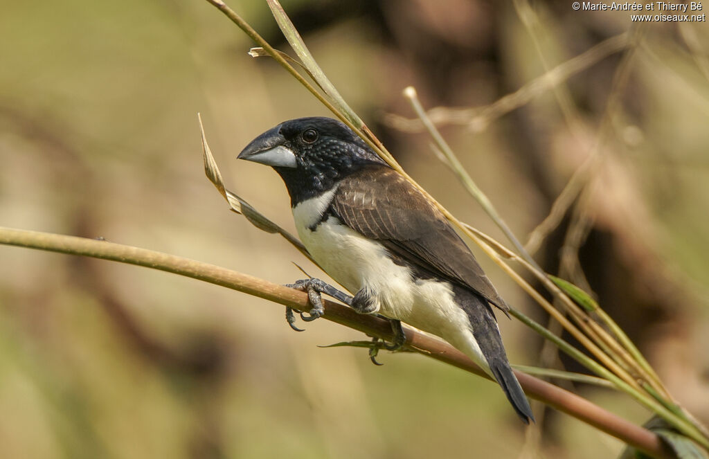 Magpie Mannikin