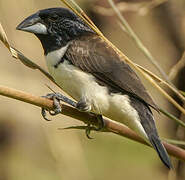 Magpie Mannikin