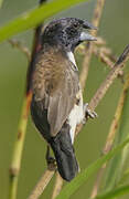 Magpie Mannikin