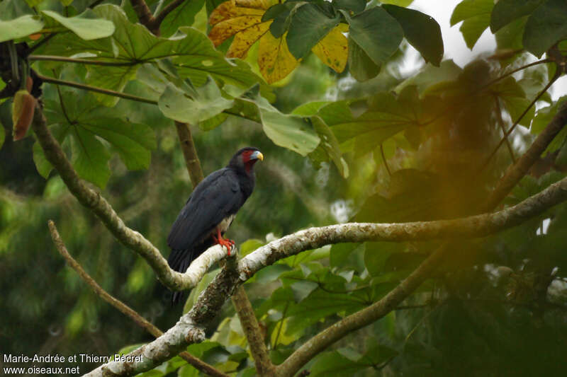 Red-throated Caracaraadult, identification