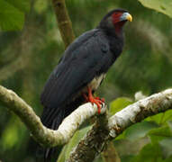 Caracara à gorge rouge