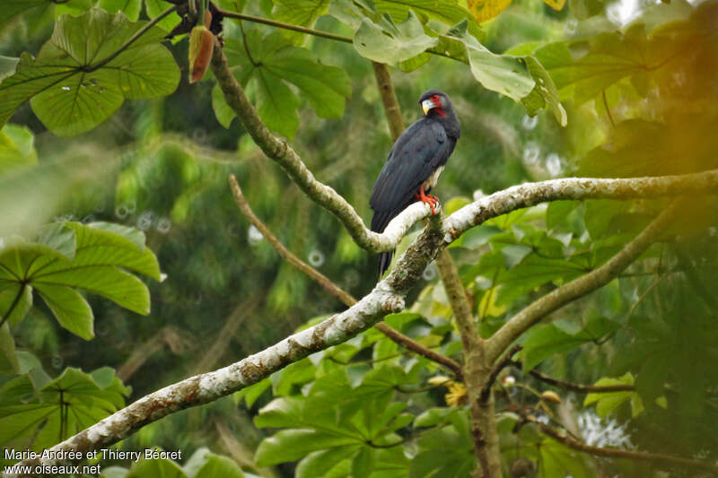 Red-throated Caracaraadult, habitat, pigmentation