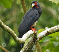 Red-throated Caracara