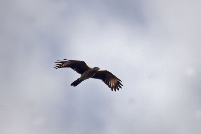 Yellow-headed Caracara