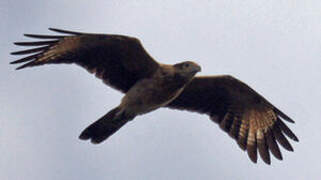 Yellow-headed Caracara