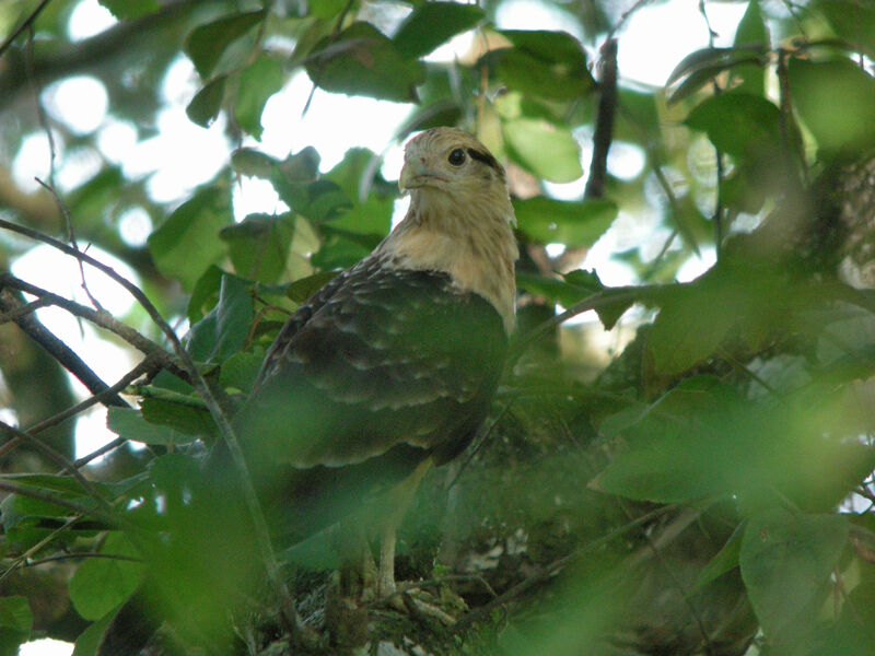 Caracara à tête jaune