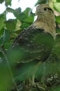 Yellow-headed Caracara