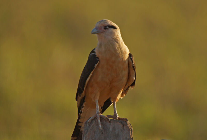 Caracara à tête jaune