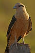 Caracara à tête jaune