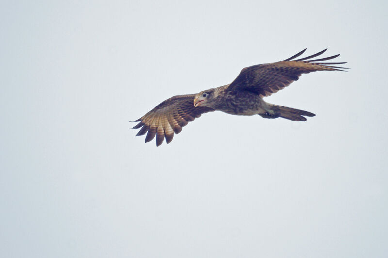 Caracara à tête jaune