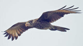 Yellow-headed Caracara