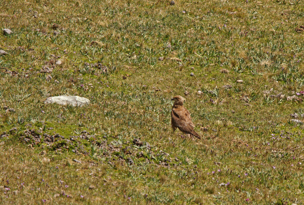 Caracara caronculéjuvénile