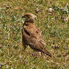 Caracara caronculé