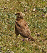 Carunculated Caracara