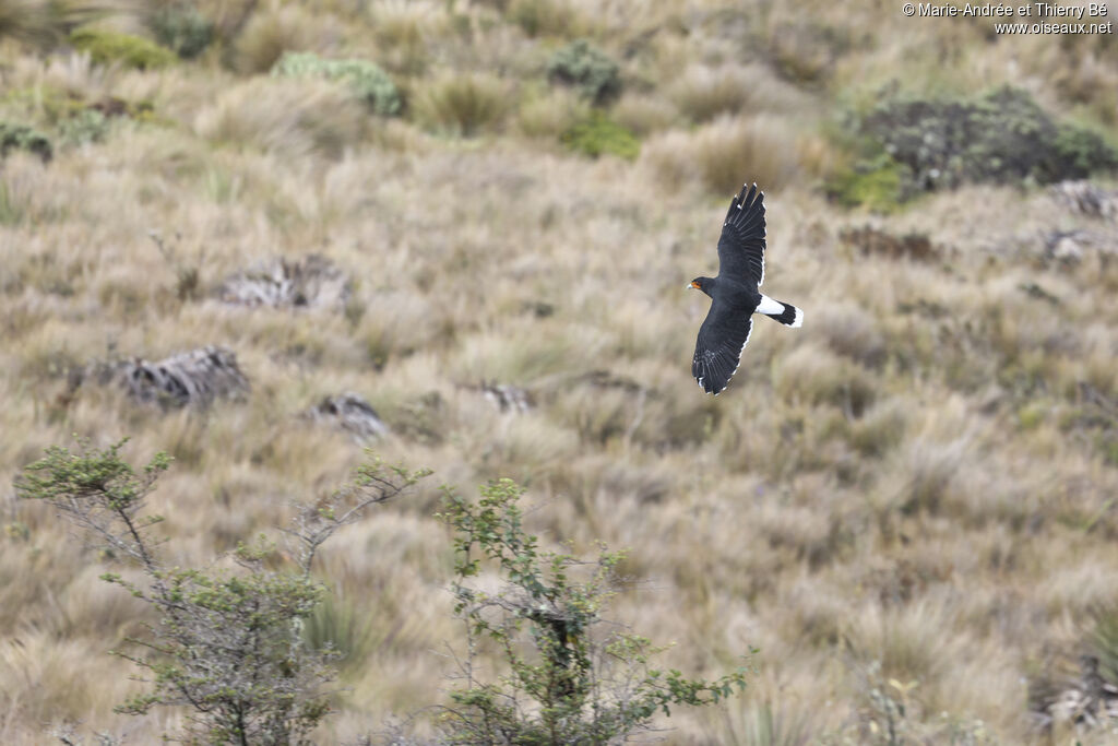 Caracara caronculéadulte