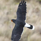Caracara caronculé