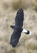 Carunculated Caracara