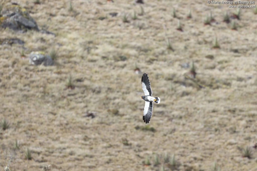 Carunculated Caracara